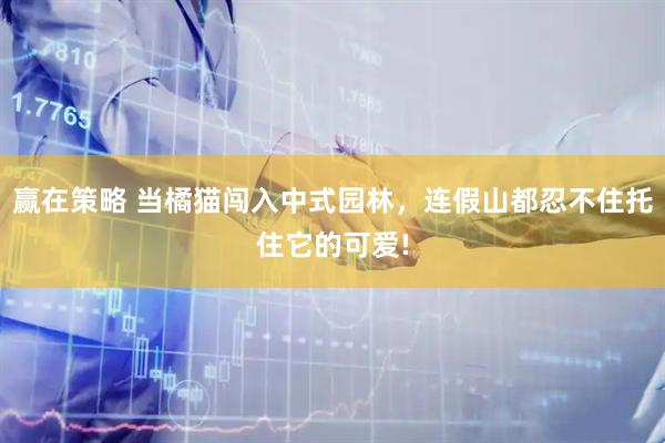 赢在策略 当橘猫闯入中式园林，连假山都忍不住托住它的可爱!