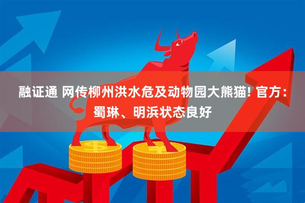 融证通 网传柳州洪水危及动物园大熊猫! 官方:蜀琳、明浜状态良好